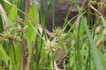 Tall flatsedge